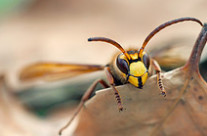 Angry wasp